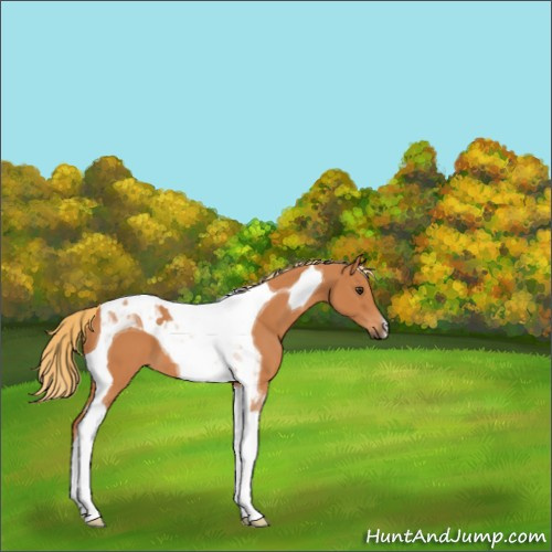 Horse Color:Chestnut Tobiano