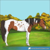 Horse Color:Bay Tobiano 