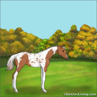 Horse Color:Chestnut Tobiano