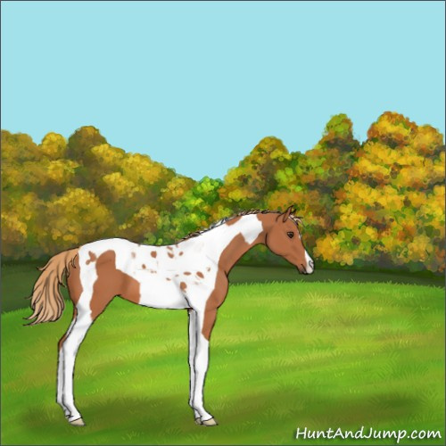 Horse Color:Chestnut Tobiano