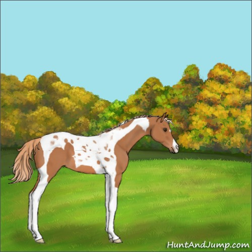 Horse Color:Chestnut Tobiano
