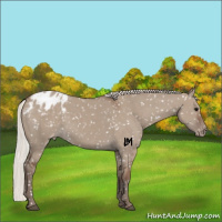 Horse Color:Silver Grullo Appaloosa