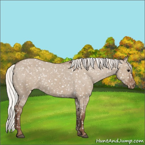 Horse Color:Silver Grullo Appaloosa 