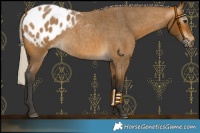 Horse Color:Gray Silver Buckskin Roan Appaloosa 