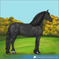 Horse Color:Black 