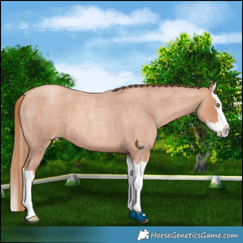 Horse Color:Gold Champagne Roan Splash 