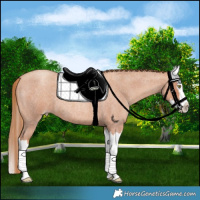Horse Color:Gold Champagne Roan Splash