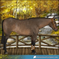 Horse Color:Gray Bay Dun Rabicano