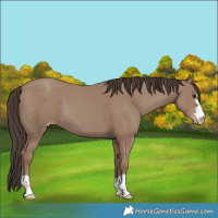 Horse Color:Classic Champagne 