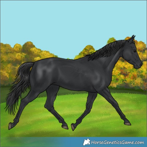 Horse Color:Black 