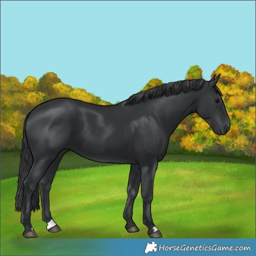 Horse Color:Black 