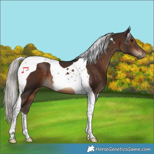 Horse Color:Silver Brown Tobiano 