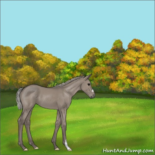 Horse Color:Silver Grullo 