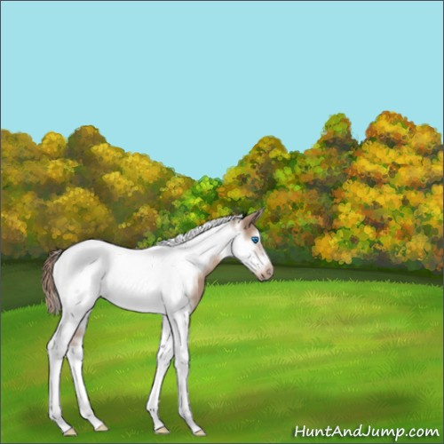 Horse Color:Red Dun Tobiano Frame 