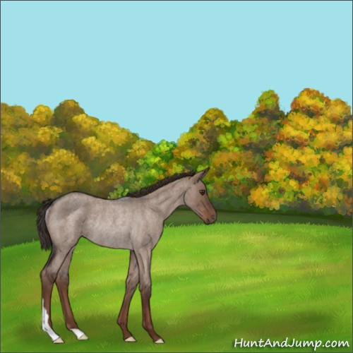 Horse Color:Liver Red Dun Roan Rabicano 
