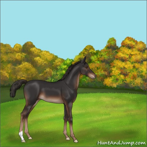 Horse Color:Liver Chestnut 