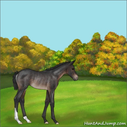 Horse Color:Brown Rabicano 