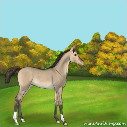 Horse Color:Buckskin Dun 