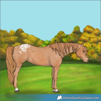 Horse Color:Chestnut Appaloosa 