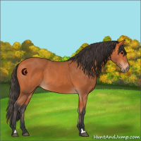 Horse Color:Bay 