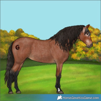 Horse Color:Gray Bay Roan 