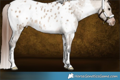 Horse Color:White Spotted Brown Dun Appaloosa Rabicano 