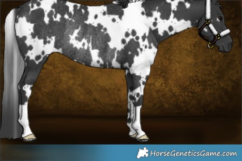Horse Color:White Spotted Black Rabicano 