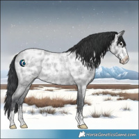 Horse Color:Blue Ice Roan Rabicano 