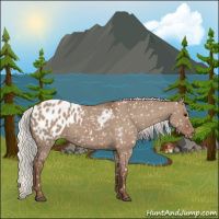 Horse Color:Silver Grullo Appaloosa 
