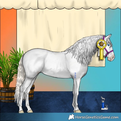 Horse Color:Palomino Dun Sabino Splash Appaloosa 