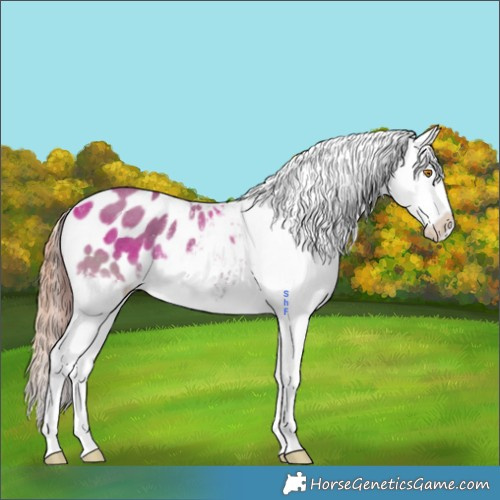 Horse Color:Grullo Sabino Splash Appaloosa 