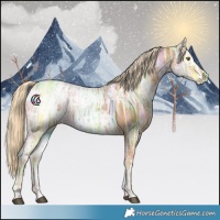 Horse Color:Palomino Ice Rabicano 