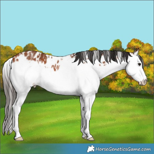 Horse Color:White Spotted Bay Splash Appaloosa 