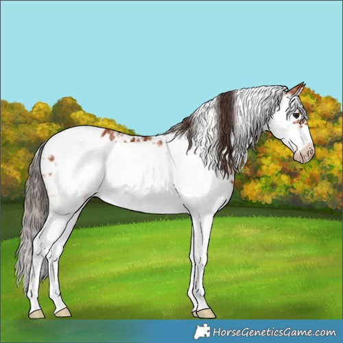 Horse Color:White Spotted Bay Splash Frame Appaloosa Rabicano 
