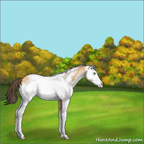 Horse Color:White Spotted Amber Cream Champagne 