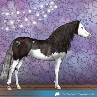 Horse Color:Midnight Bay Splash Rabicano 