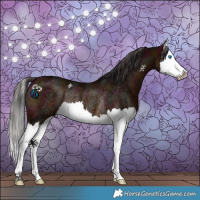 Horse Color:Midnight Bay Splash Rabicano