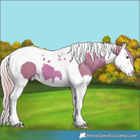 Horse Color:Watercolor Chestnut Splash Tobiano 
