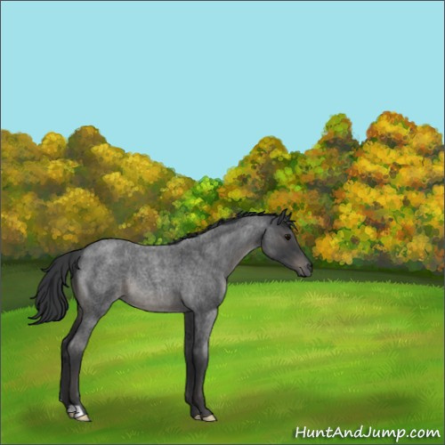 Horse Color:Blue Roan