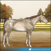 Horse Color:White Spotted Smoky Black Pearl