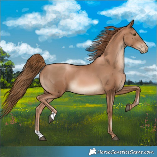 Horse Color:Liver Chestnut Pearl