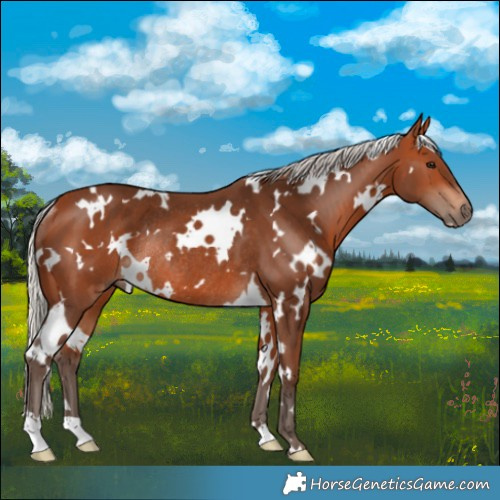 Horse Color:White Spotted Silver Bay Rabicano 