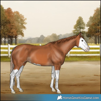 Horse Color:Chestnut Splash 
