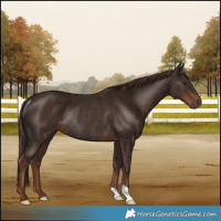 Horse Color:Liver Chestnut Rabicano