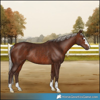Horse Color:Silver Brown Rabicano 