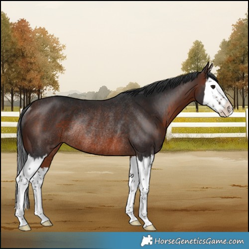 Horse Color:Brown Splash Rabicano