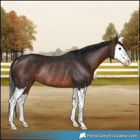 Horse Color:Brown Splash Rabicano