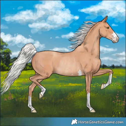 Horse Color:Silver Amber Champagne Rabicano