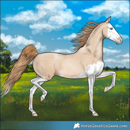 Horse Color:Buckskin Pearl Splash