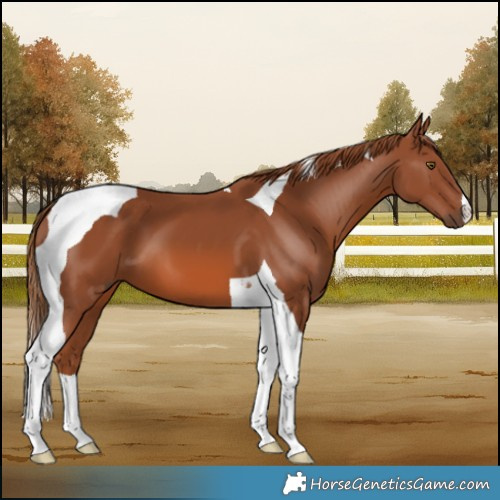 Horse Color:Chestnut Tobiano